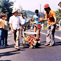 https://arquivo.bvvizela.pt/files/original/480b1193d4d4b2a119cccefa759606f354f6faa8.jpg